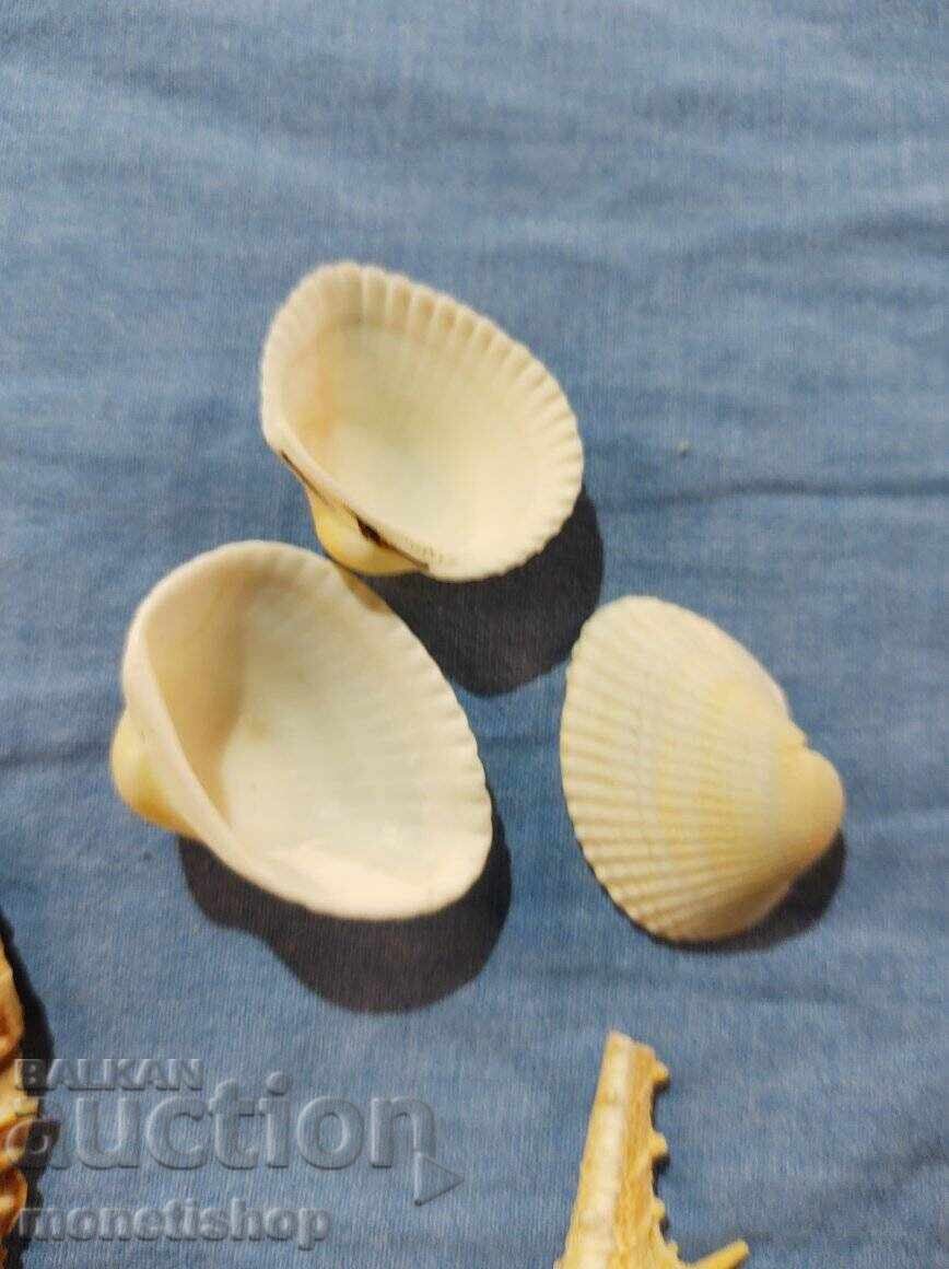 Δώρα στον ωκεανό. - 6