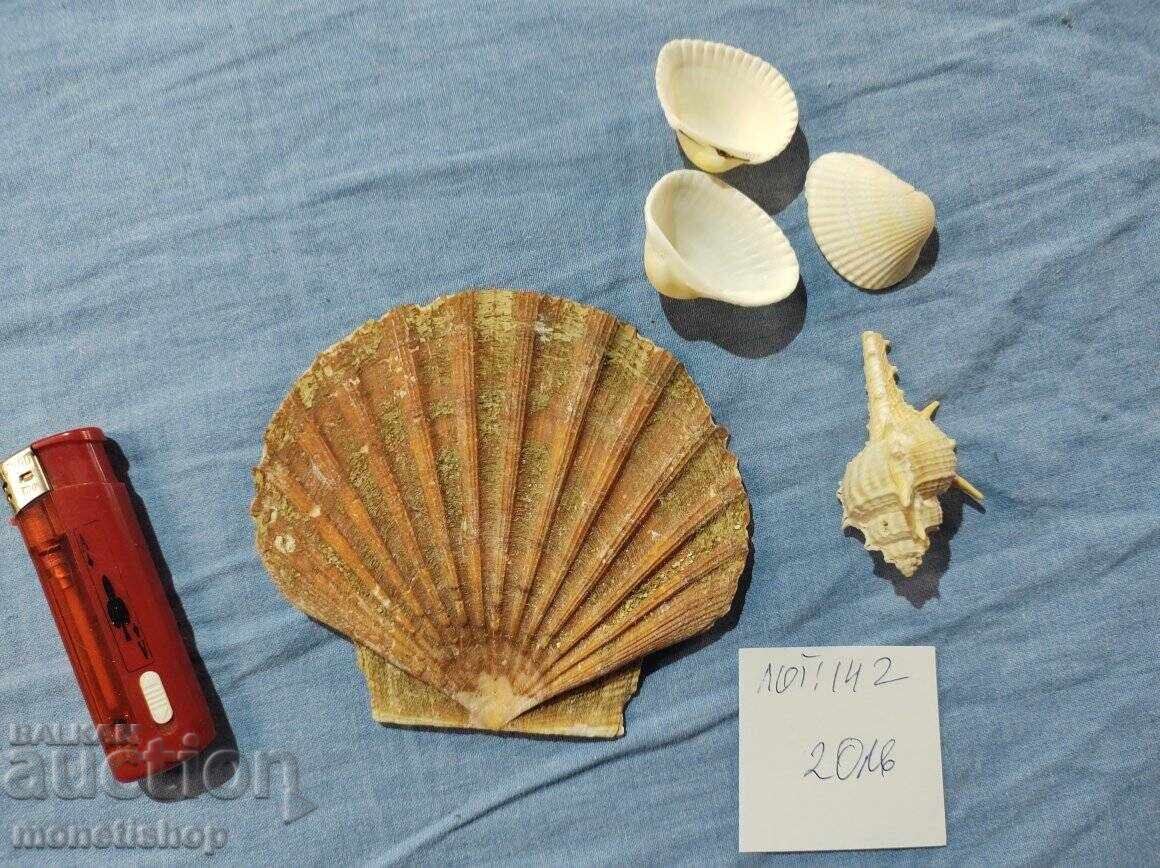 Δώρα στον ωκεανό.