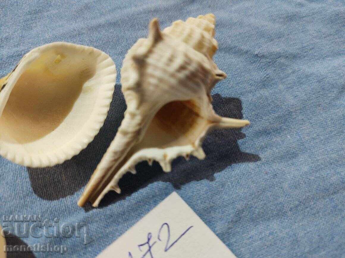 Ocean gifts. with price 20.00 BGN | € 10.23 Ocean gifts. with price 20.00 BGN | € 10.23