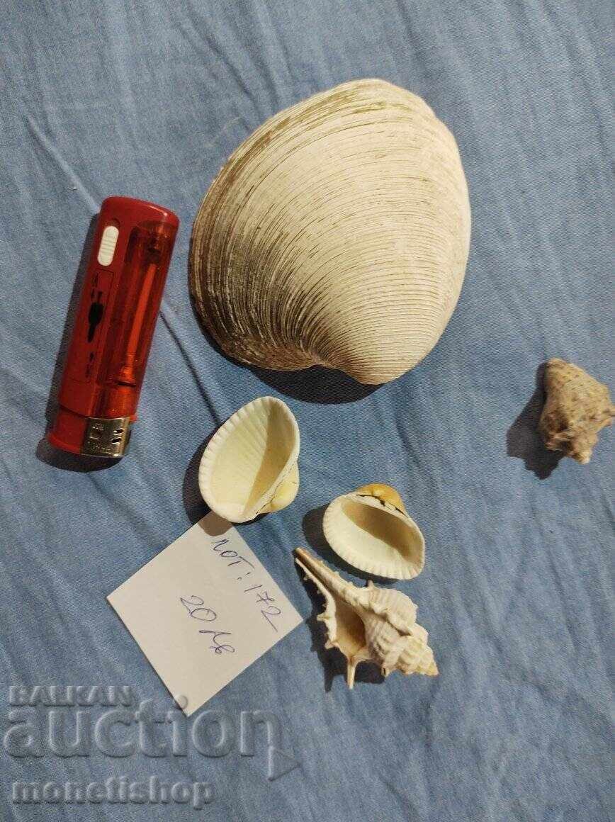 Ocean gifts. Ocean gifts.