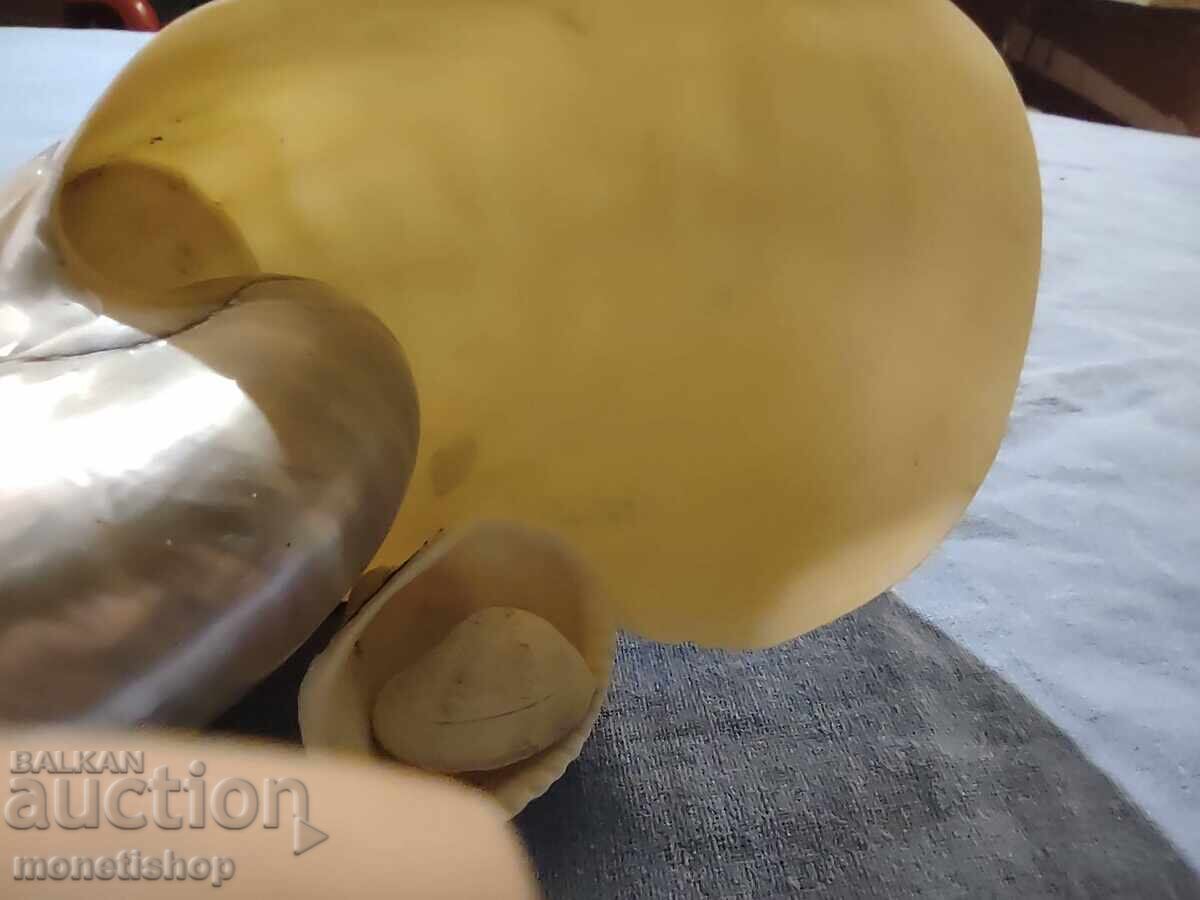 Ocean gifts. Mother-of-pearl Nautilus with price 70.00 BGN | € 35.79 Ocean gifts. Mother-of-pearl Nautilus with price 70.00 BGN | € 35.79