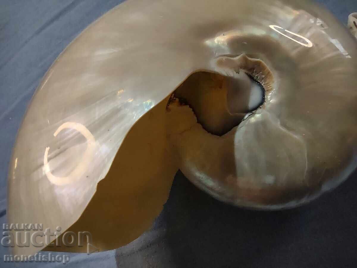 Auction Ocean gifts. Mother-of-pearl Nautilus Auction Ocean gifts. Mother-of-pearl Nautilus