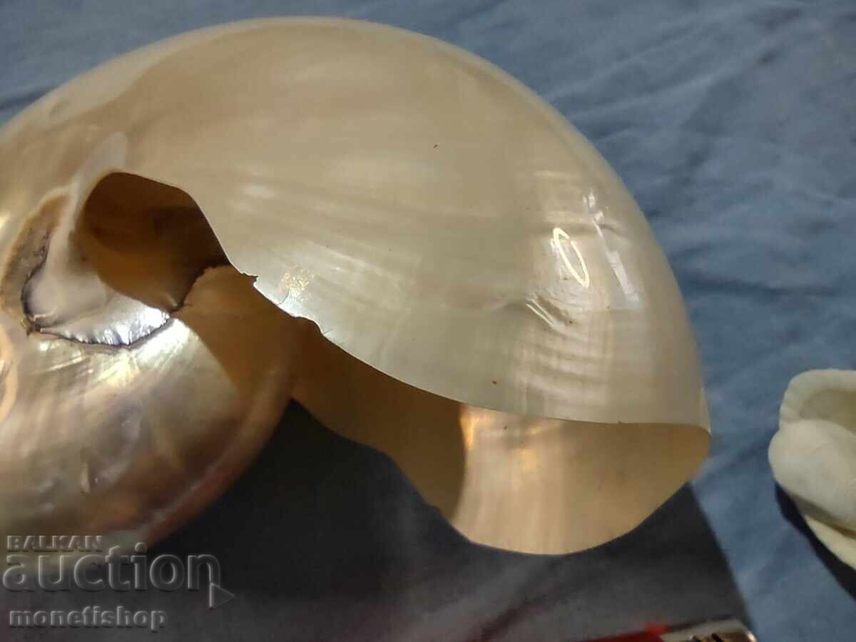 Delivery of Ocean gifts. Mother-of-pearl Nautilus Delivery of Ocean gifts. Mother-of-pearl Nautilus