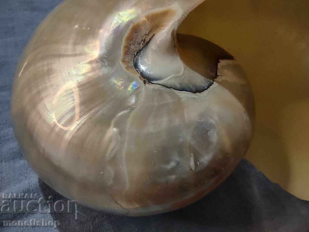 Ocean gifts. Mother-of-pearl Nautilus - 5 Ocean gifts. Mother-of-pearl Nautilus - 5