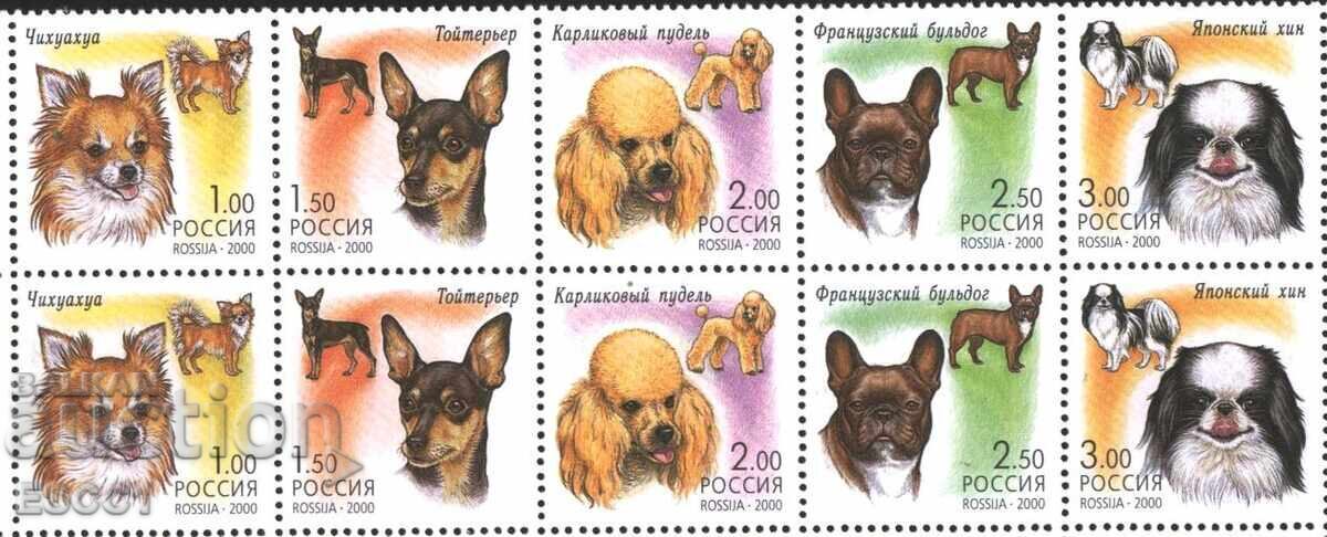 Pure stamps Fauna Dogs 2008 from Russia with price 2.50 BGN | € 1.28 Pure stamps Fauna Dogs 2008 from Russia with price 2.50 BGN | € 1.28