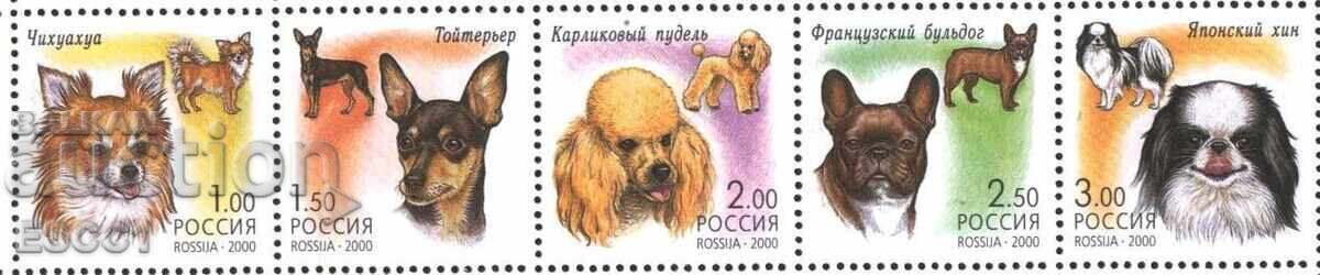 Pure stamps Fauna Dogs 2008 from Russia Pure stamps Fauna Dogs 2008 from Russia