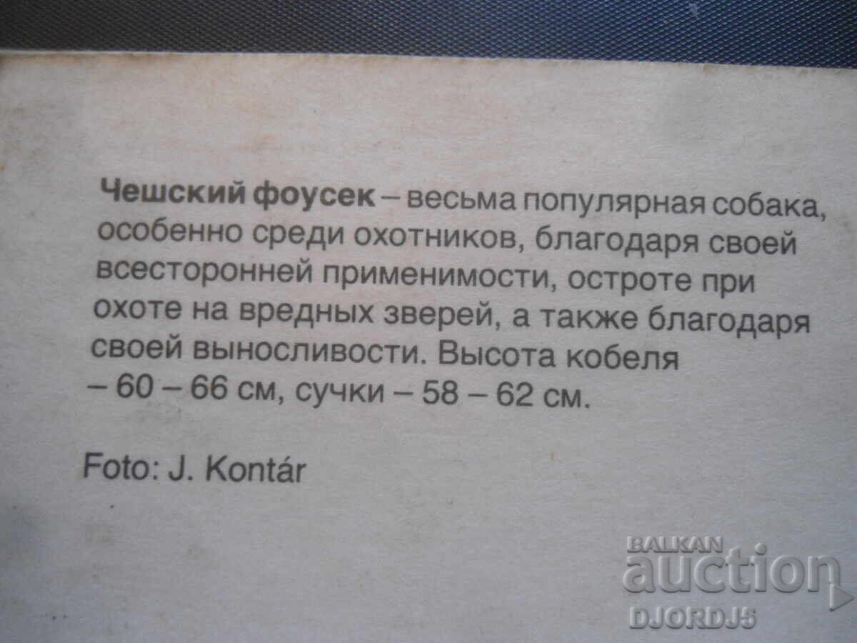 Auction Czech fousek, Old card Auction Czech fousek, Old card