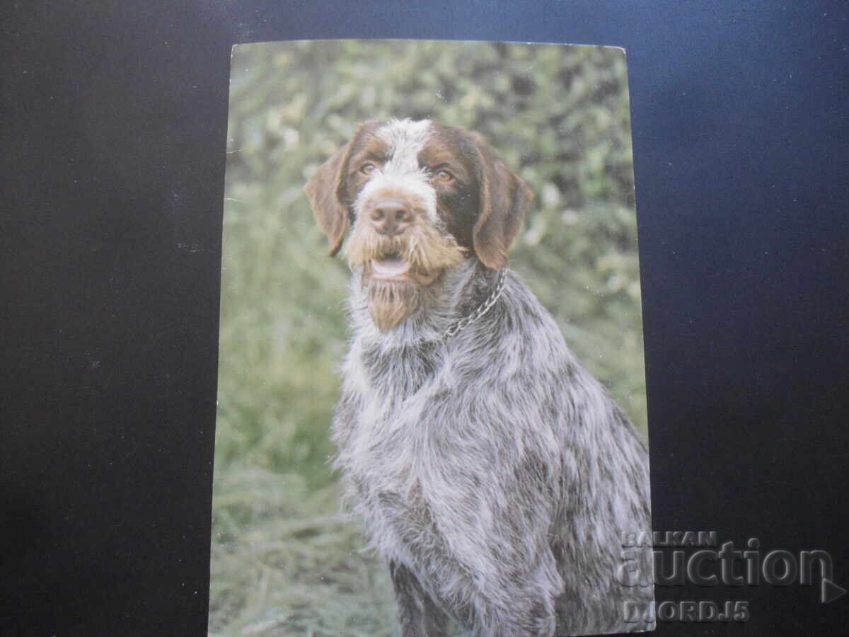 Czech fousek, Old card Czech fousek, Old card