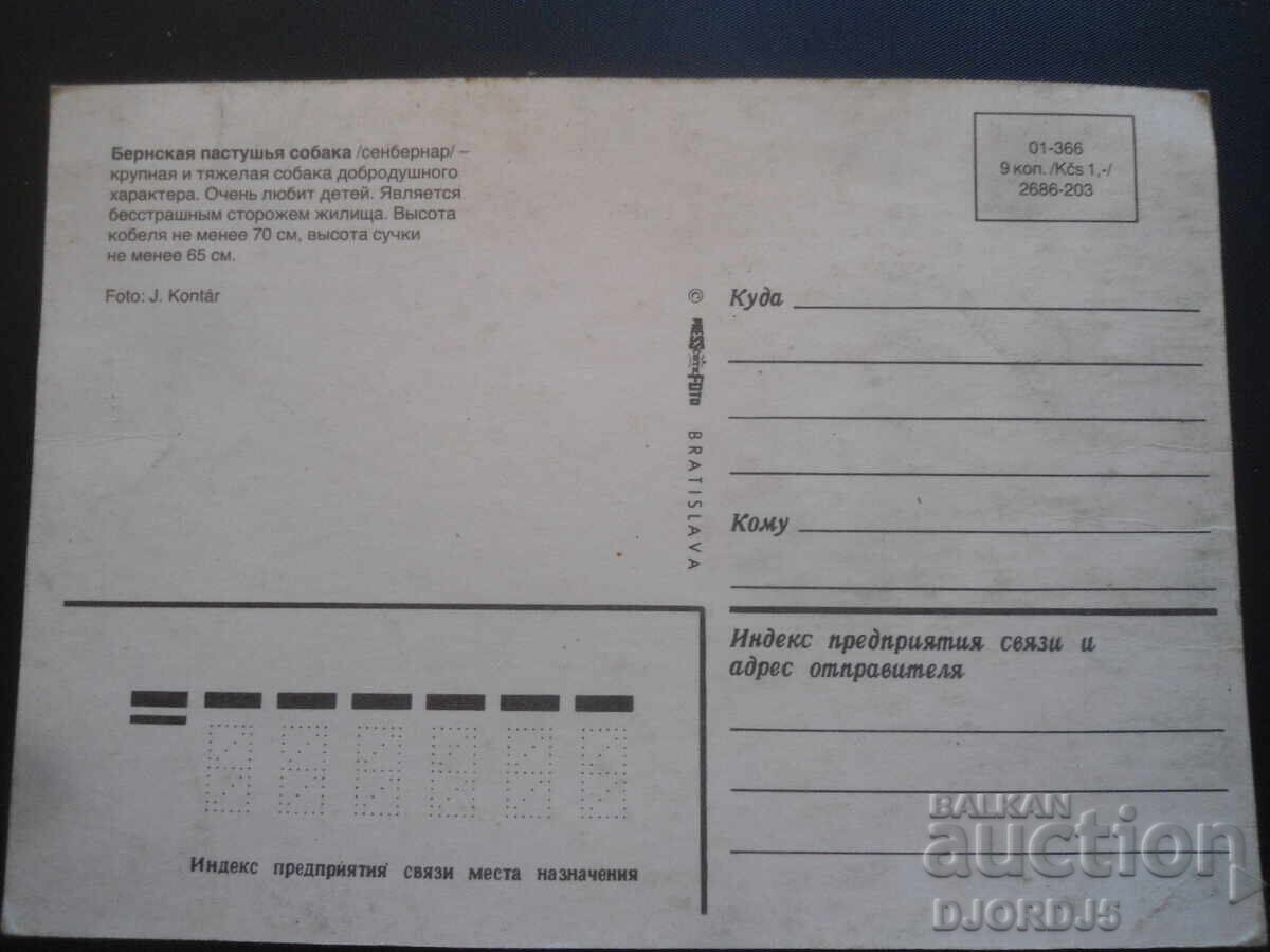 Bernese Mountain Dog, Old postcard with price 1.00 BGN | € 0.51