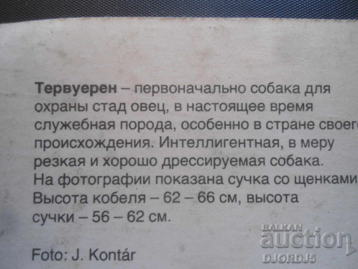 Licitație Tervuren, carte poștală veche