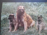 Tervuren, carte poștală veche