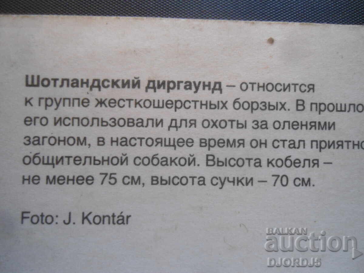 Аукцион Шотландский диргаунд, Стара картичка