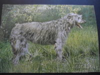 Deerhound scoțian, carte poștală veche