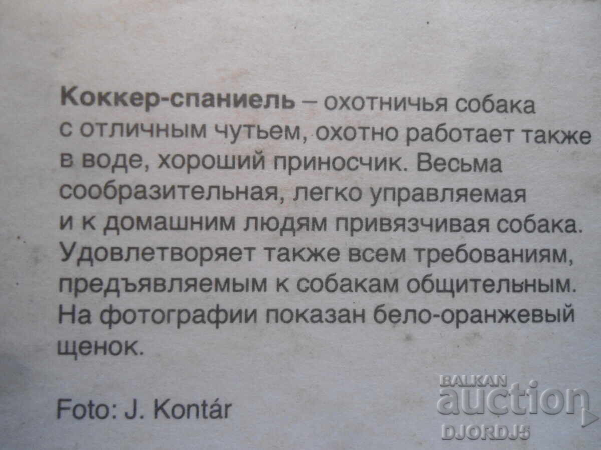 Аукцион Коккер-спаниель, Стара картичка Аукцион Коккер-спаниель, Стара картичка