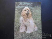 Cocker spaniel, Old postcard