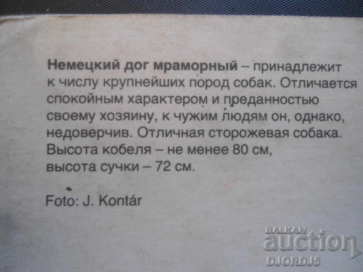 Auction Great Dane marble, Old card Auction Great Dane marble, Old card