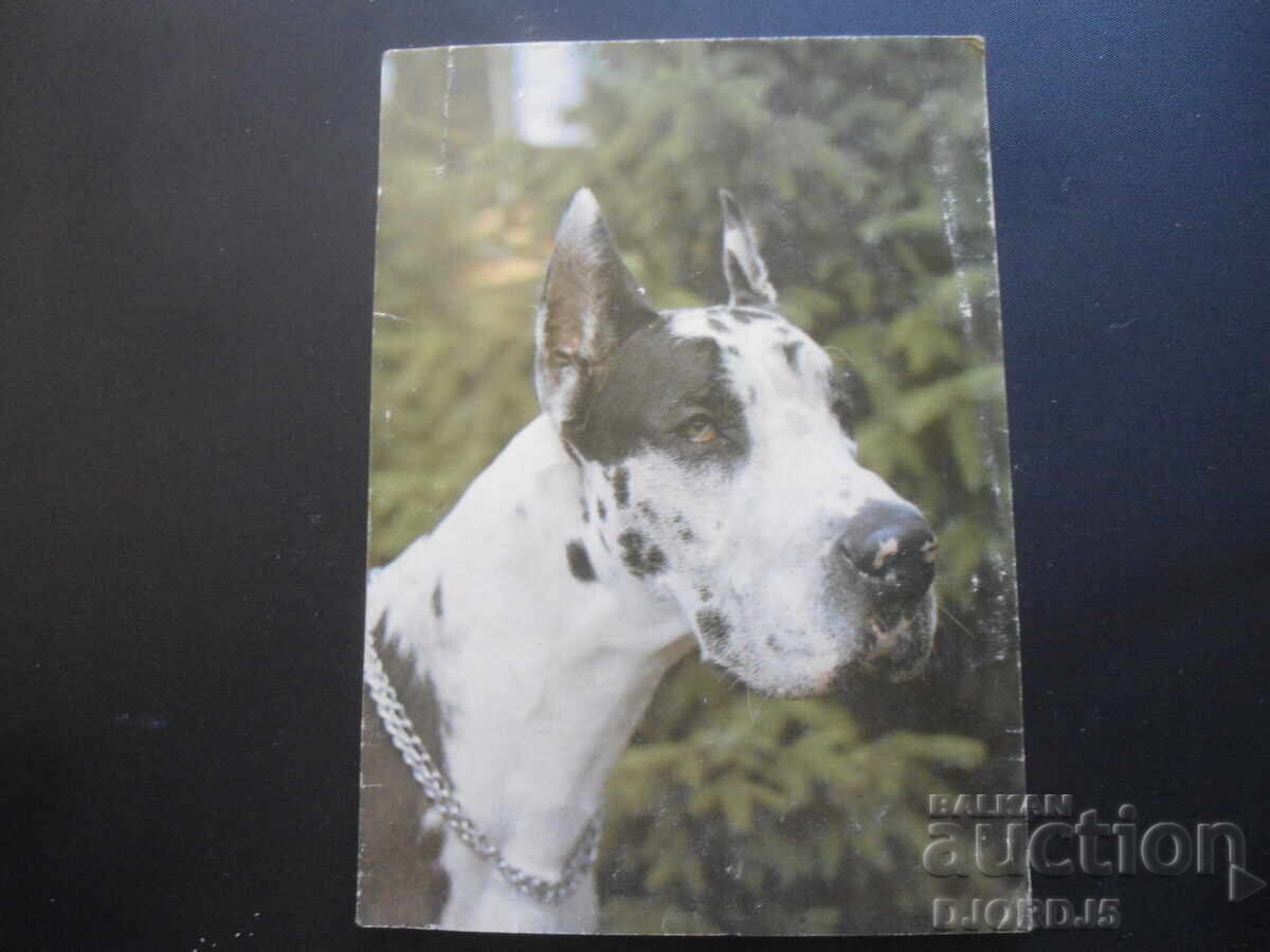 Great Dane marble, Old card Great Dane marble, Old card