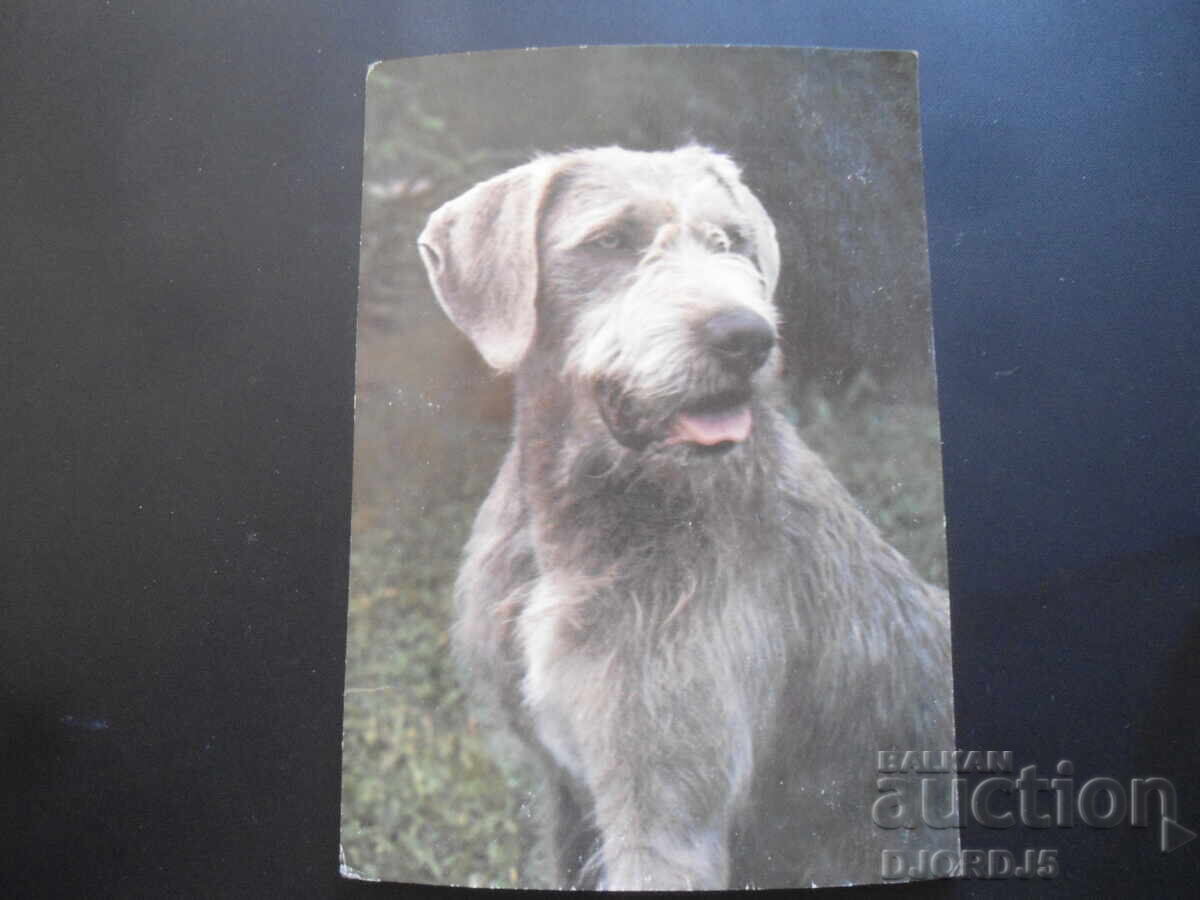 Indicator cu păr slovac, carte poștală veche