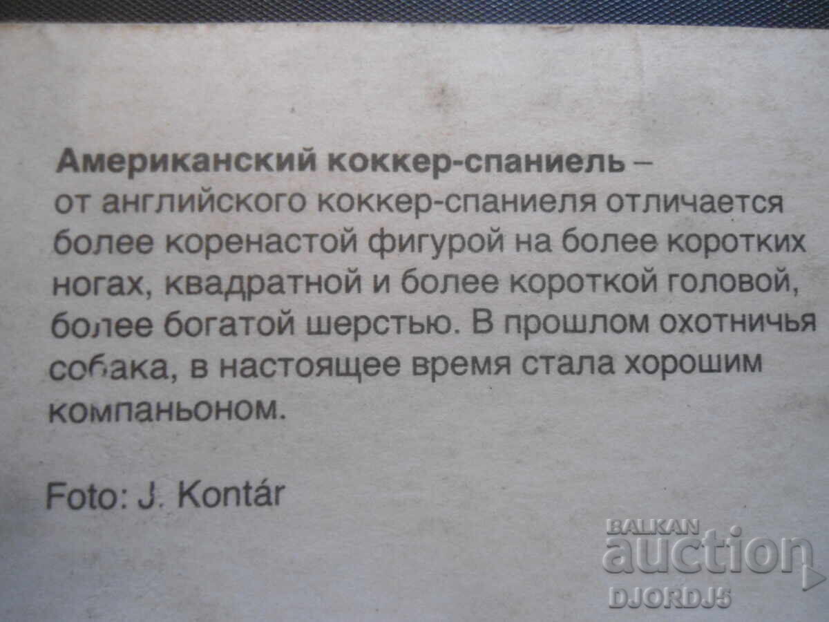 Auction American cocker spaniel, Old postcard Auction American cocker spaniel, Old postcard