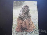 American cocker spaniel, Old postcard