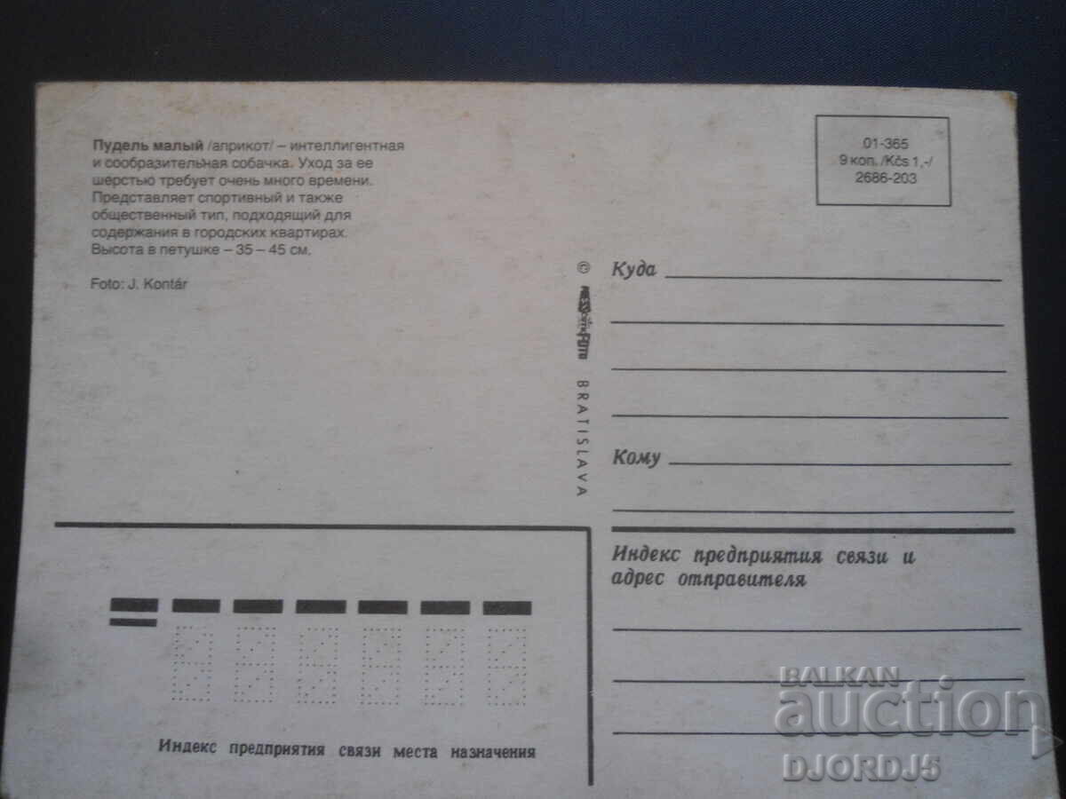 Poodle Male, Old card with price 1.00 BGN | € 0.51