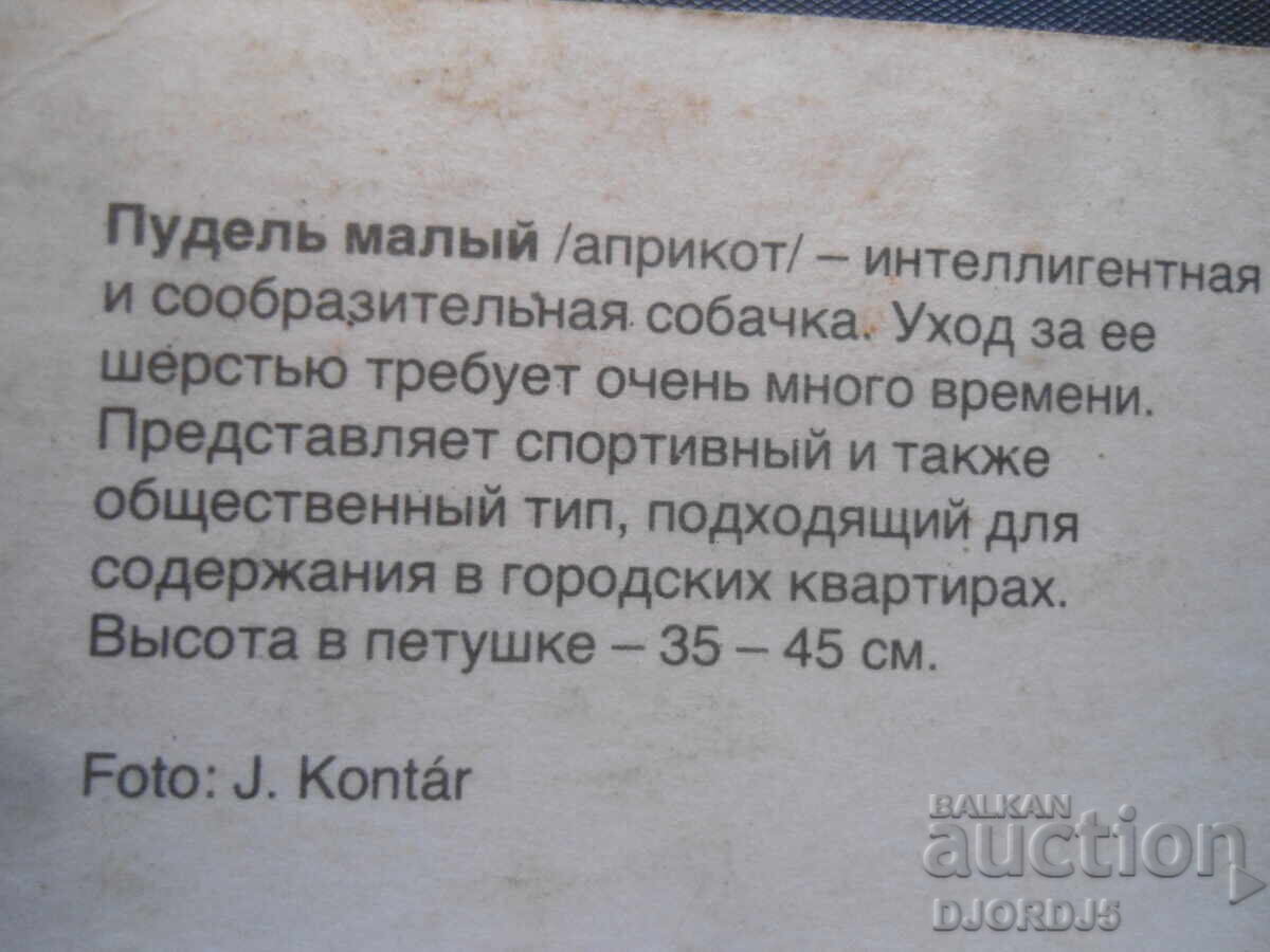 Auction  Poodle Male, Old card