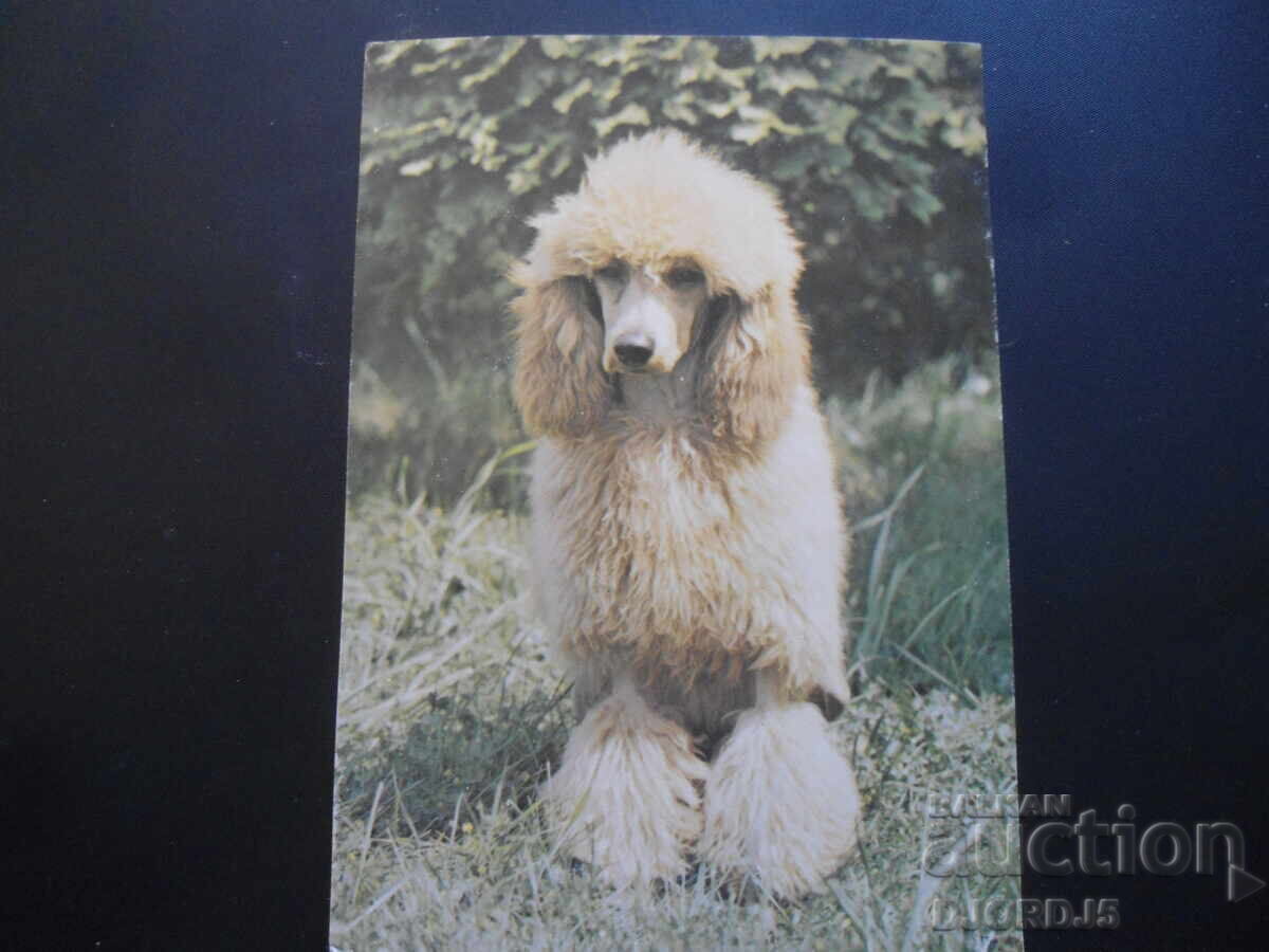 Poodle Male, Old card