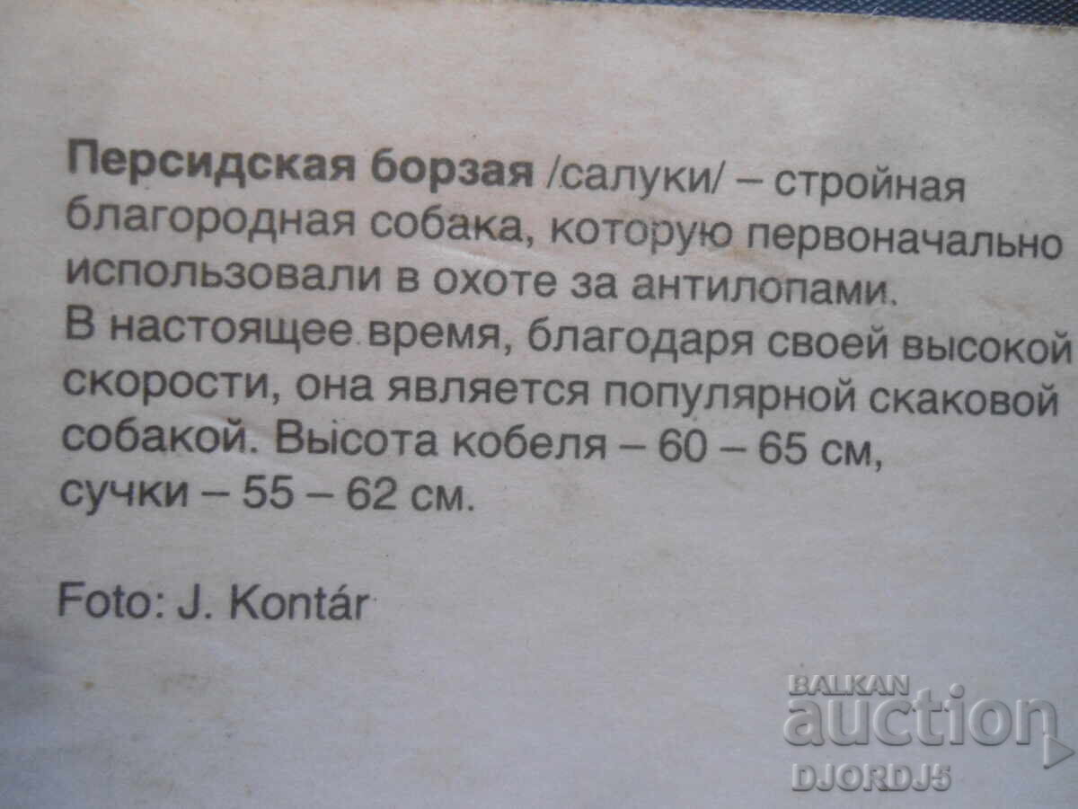 Licitație Ogar persan, carte poștală veche