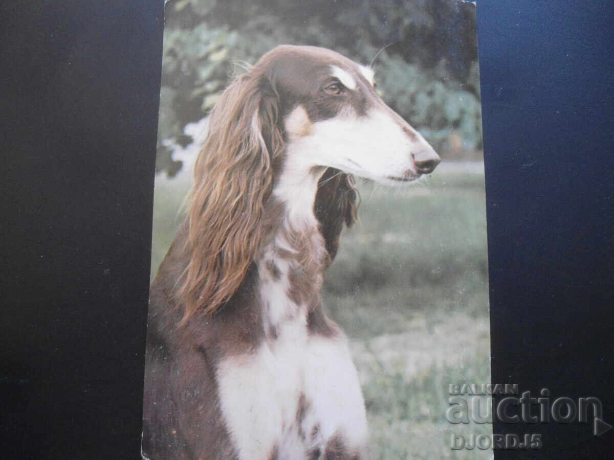 Ogar persan, carte poștală veche