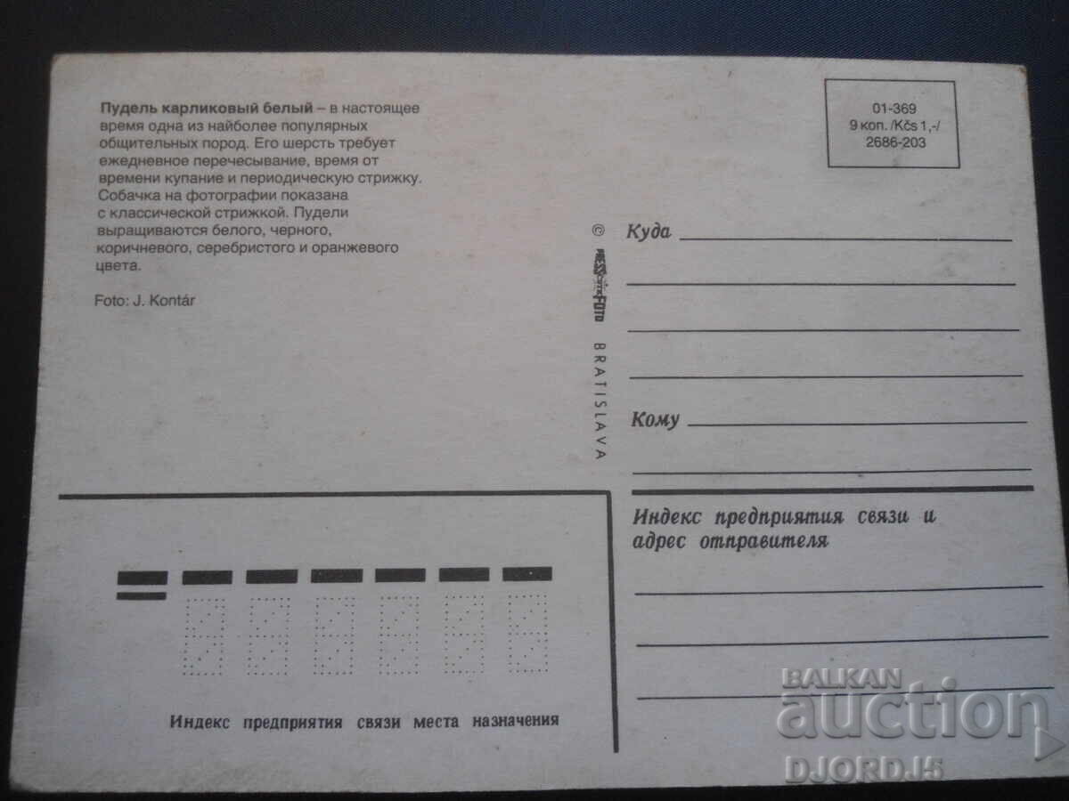 Poodle dwarf underwear, Old card with price 1.00 BGN | € 0.51