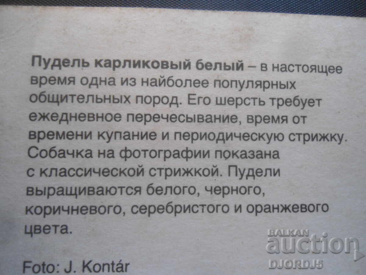 Auction  Poodle dwarf underwear, Old card