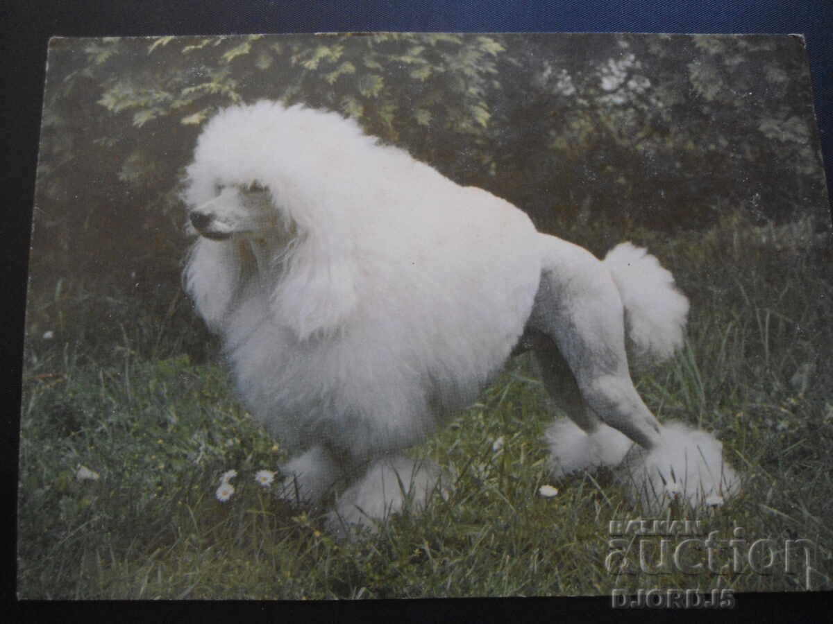 Poodle dwarf underwear, Old card