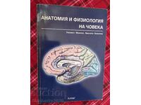 Human anatomy and physiology