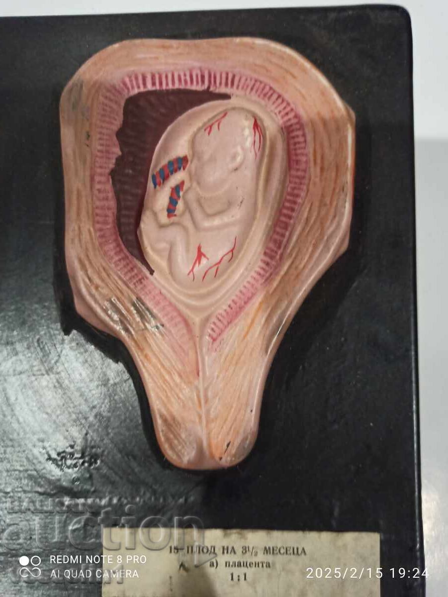 Model of human embryo. Model development from embryo to fetus