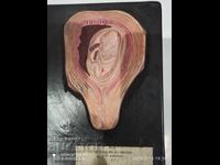 Model of human embryo. Model development from embryo to fetus