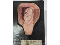 Model de embrion uman Model de dezvoltare de la embrion la făt