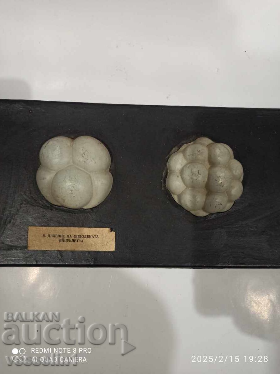 Model of conception, egg cell division, embryonic development with price 45.00 BGN | € 23.01 Model of conception, egg cell division, embryonic development with price 45.00 BGN | € 23.01