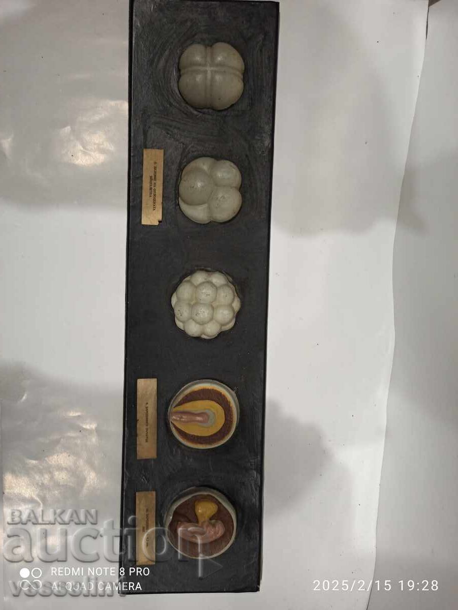 Auction Model of conception, egg cell division, embryonic development Auction Model of conception, egg cell division, embryonic development