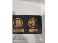 Model de concepție, diviziunea celulelor ouă, dezvoltarea embrionară