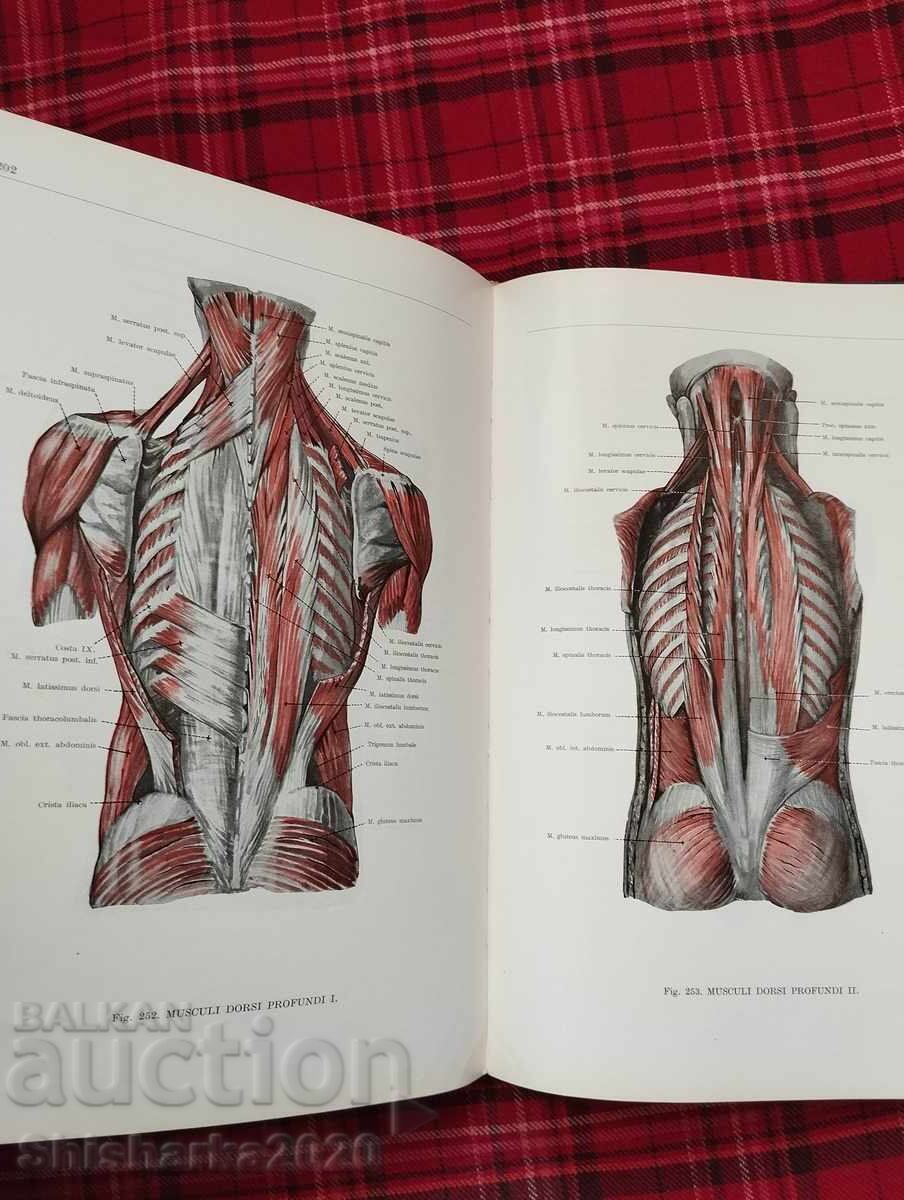Delivery of Atlas of Human Anatomy Delivery of Atlas of Human Anatomy