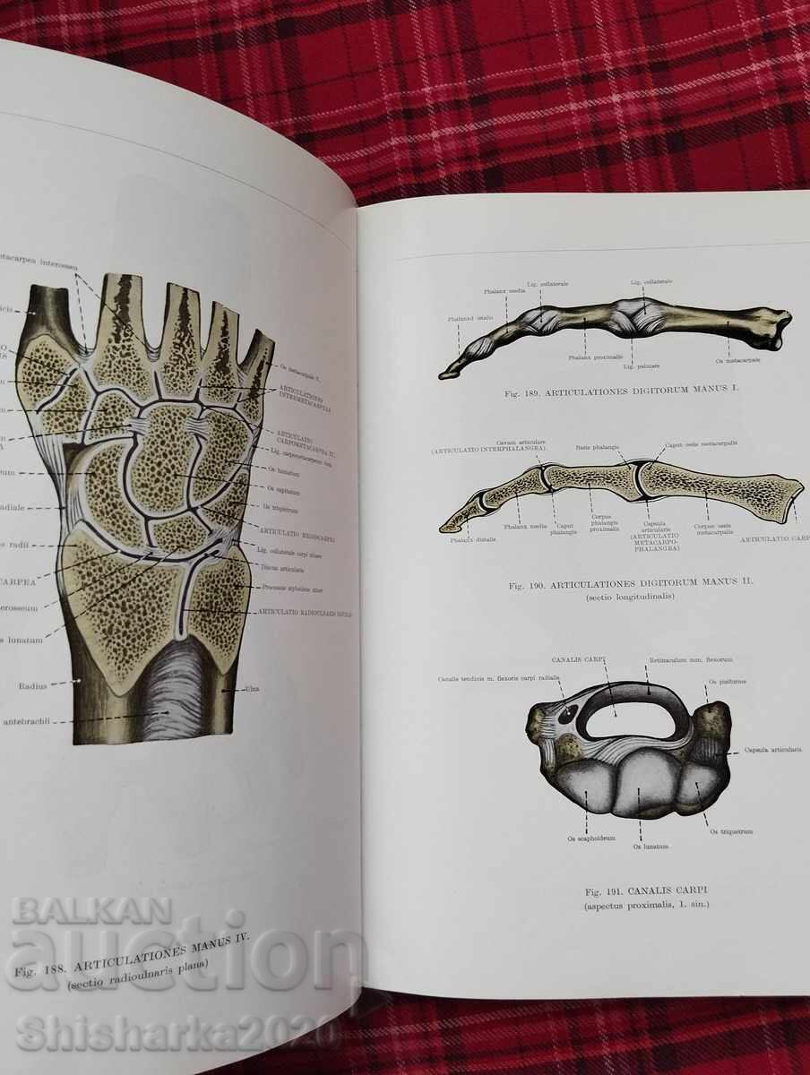 Atlas of Human Anatomy - 5 Atlas of Human Anatomy - 5