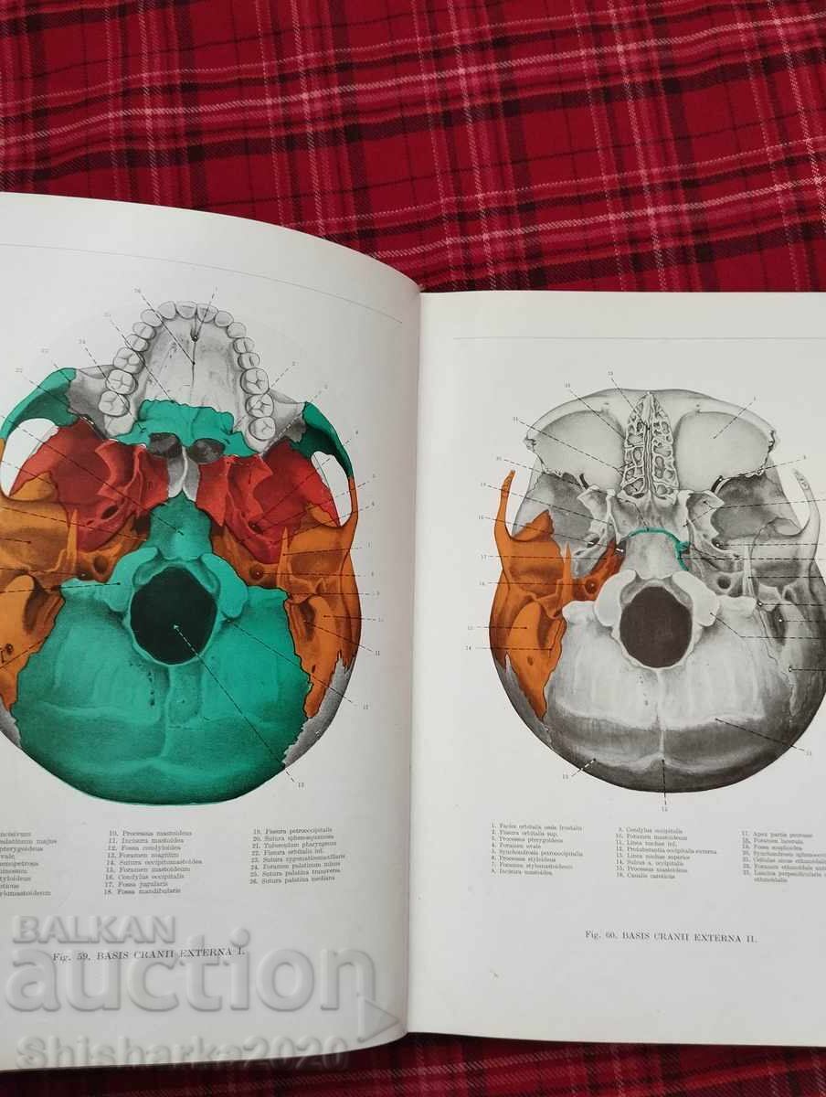 Atlas of Human Anatomy - 6 Atlas of Human Anatomy - 6