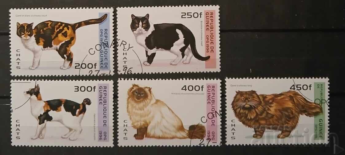 Guinea Fauna/Cats Guinea Fauna/Cats