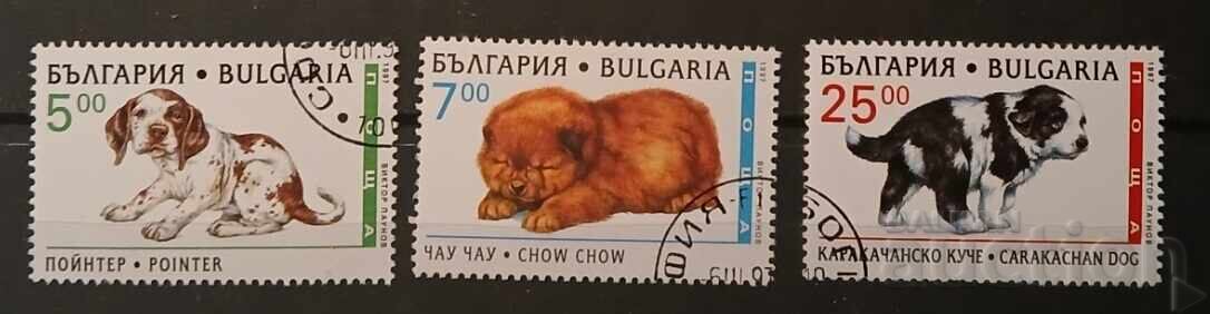 България Фауна/Кучета България Фауна/Кучета
