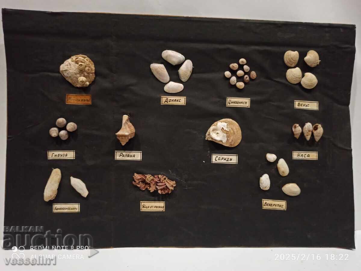 Model of shell-like mollusks in the Black Sea educational board