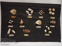Model of shell-like mollusks in the Black Sea educational board