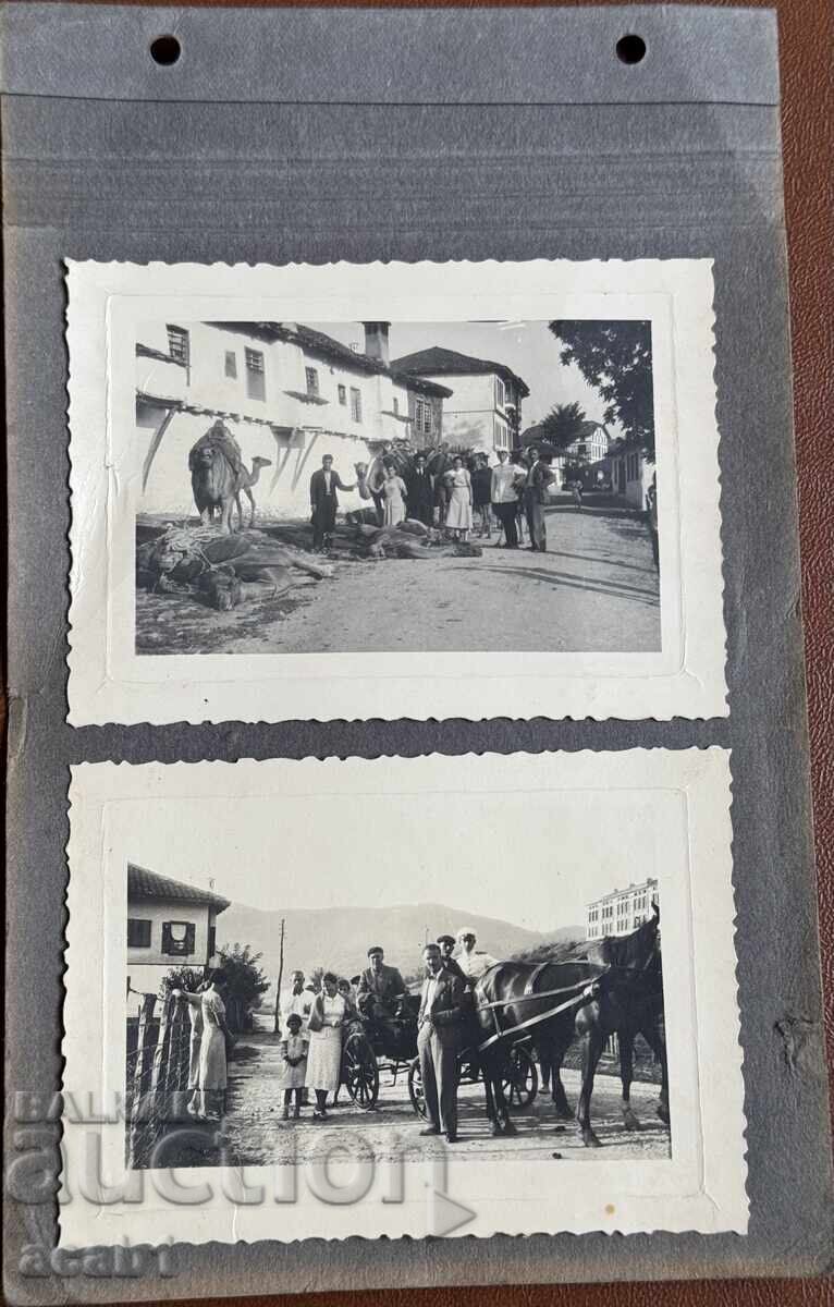 Auction  Dobrudja Camel Walk