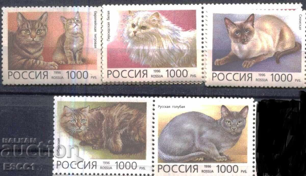 Pure Stamps Fauna Cats 1996 from Russia Pure Stamps Fauna Cats 1996 from Russia