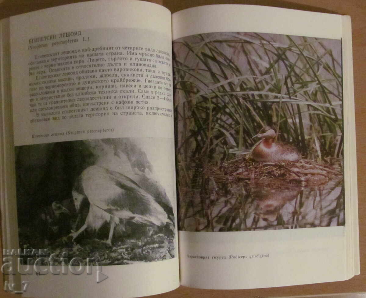 Protected birds in Bulgaria - Tanyu Michev, Nikola Raykov with price 7.99 BGN | € 4.09 Protected birds in Bulgaria - Tanyu Michev, Nikola Raykov with price 7.99 BGN | € 4.09