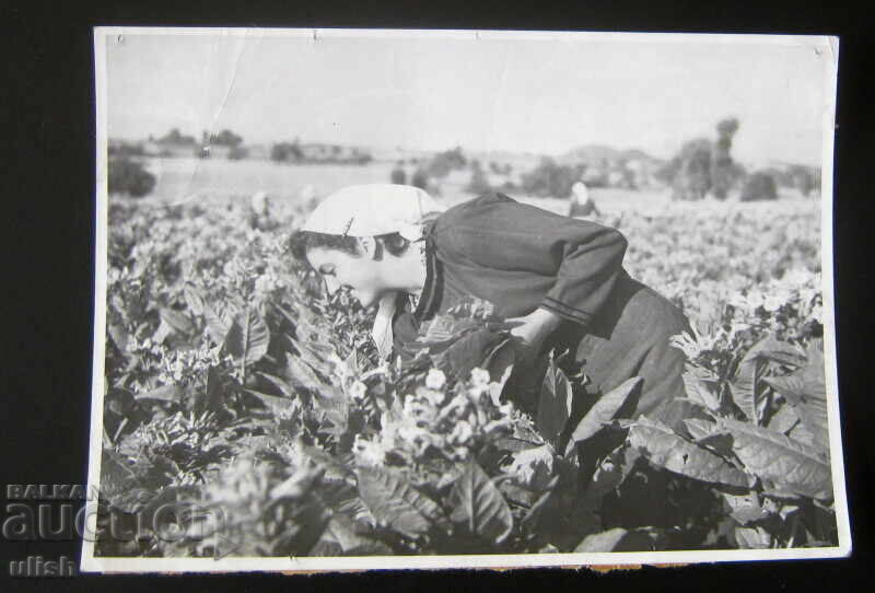 Tobacco Bulgaria tobacco picker ethno photography photo